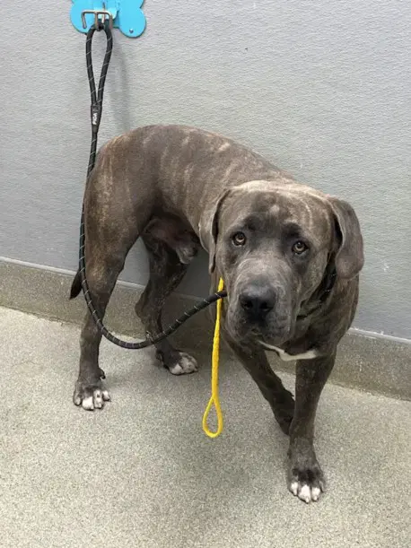 Chacal - Cane Corso Mastiff