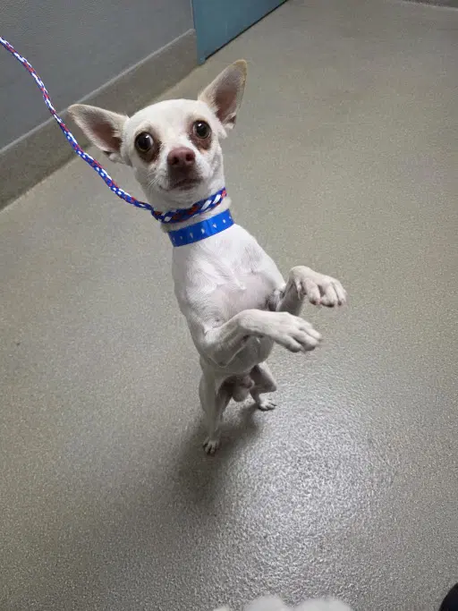 Hi-Five - Chihuahua