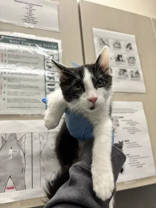 Jack - Domestic Short Hair