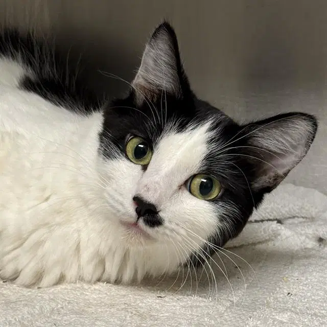 Talia - Domestic Short Hair
