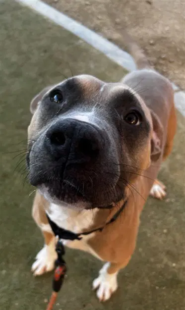 Bradley - Pit Bull Terrier