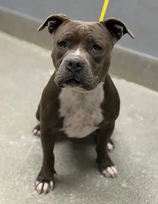 Lily - Staffordshire Bull Terrier