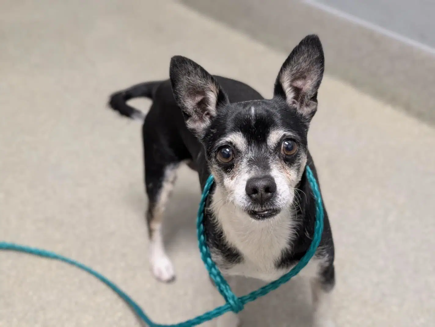 Titan - Chihuahua