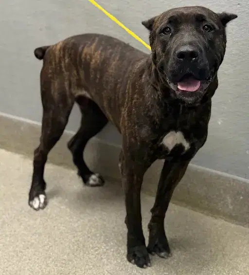 Nina - Cane Corso Mastiff