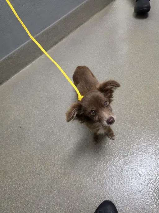 Edgar Allan Poe - Dachshund