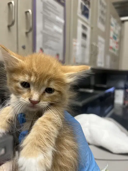 Jester - Domestic Medium Hair