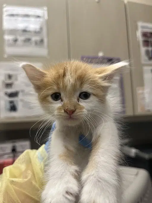 Beau - Domestic Medium Hair