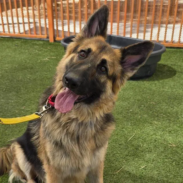 Prince - German Shepherd Dog