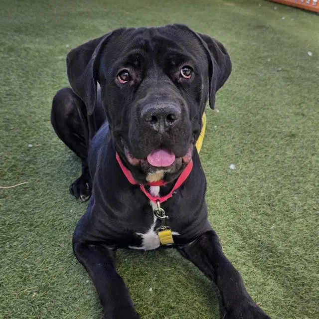 Jim Stone - Cane Corso Mastiff