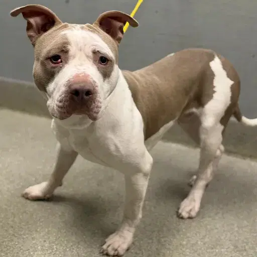 Max - Pit Bull Terrier