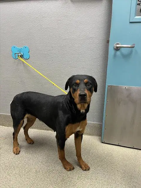 Siren - Rottweiler