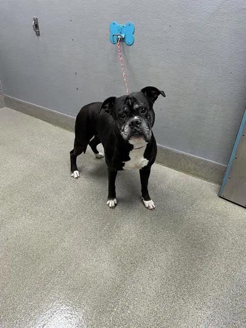 Cash - Boxer