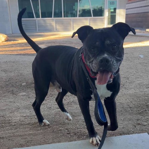 Cash, Boxer / American Bulldog / Mixed (medium coat)