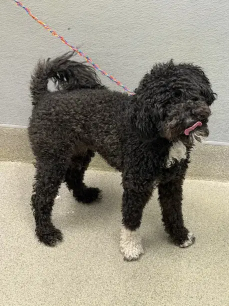 Captain Loopy - Poodle (Miniature)