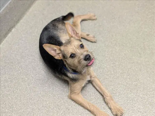 Ralph - Terrier