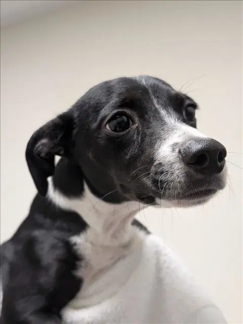 Tuxie - Chihuahua