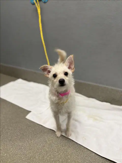 Monday - Terrier