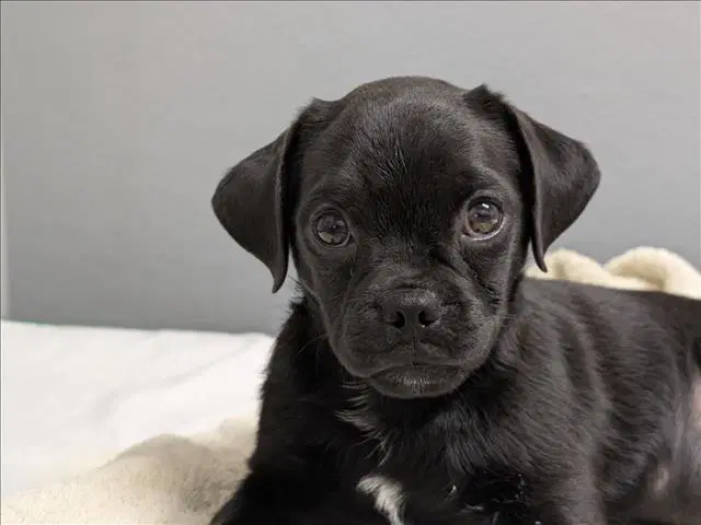 Alvin - Boxer