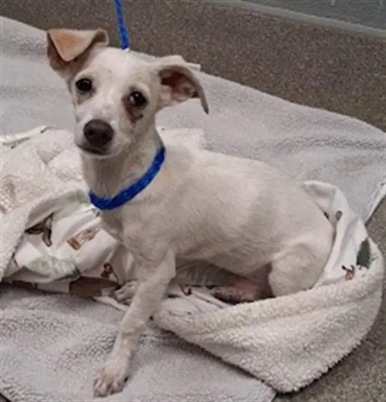 Angel - Chihuahua