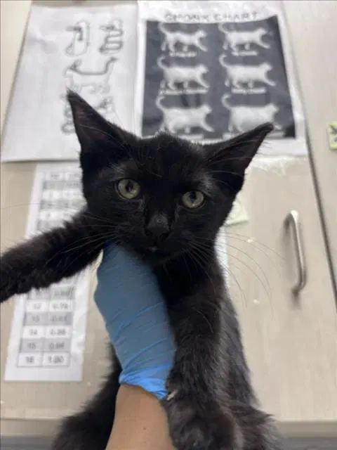 Poppy - Domestic Short Hair