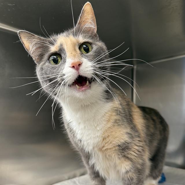 Hazel
