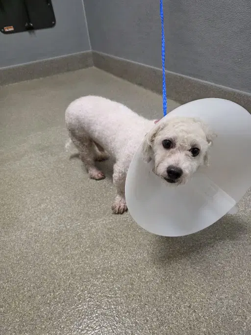 Jonathan - Poodle (Miniature)