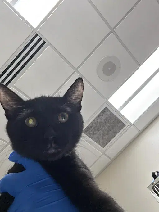 Kitty - Domestic Short Hair