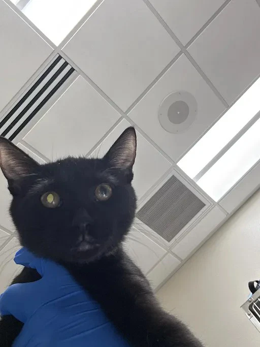 Kitty