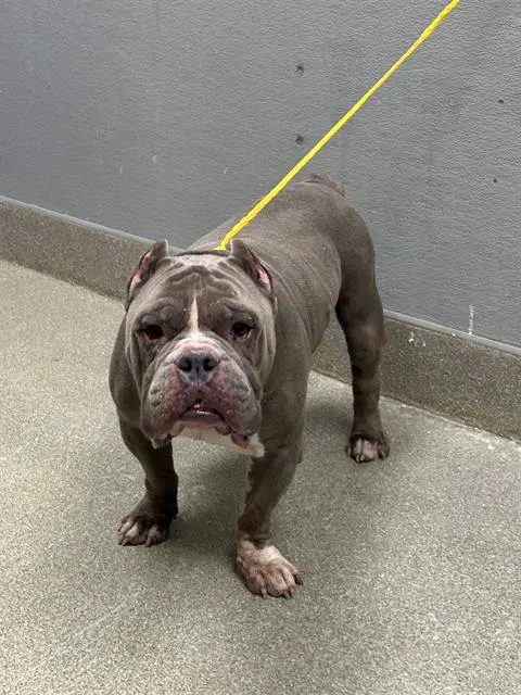 Gruffy - Pit Bull Terrier
