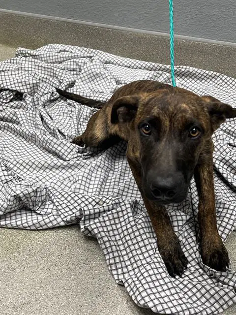 Athena - Belgian Shepherd Malinois