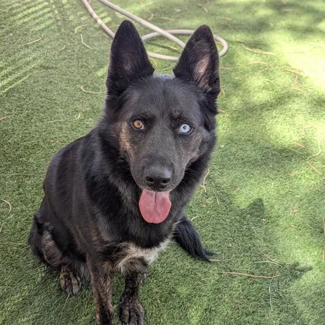 Toast - German Shepherd Dog