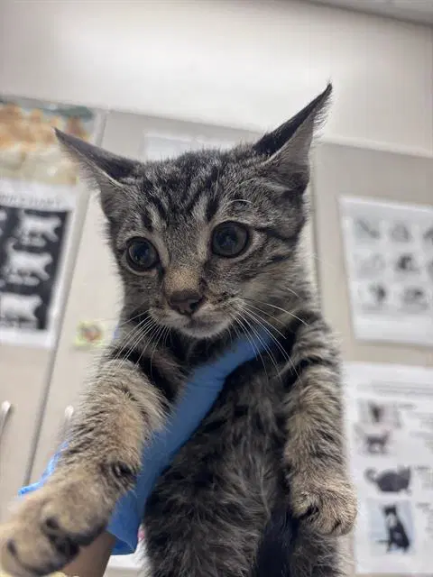 Hamm Hock - Domestic Short Hair