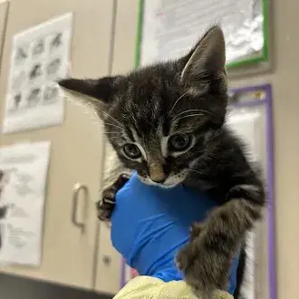 Carl - Domestic Short Hair