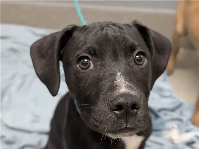 Leo - Pit Bull Terrier