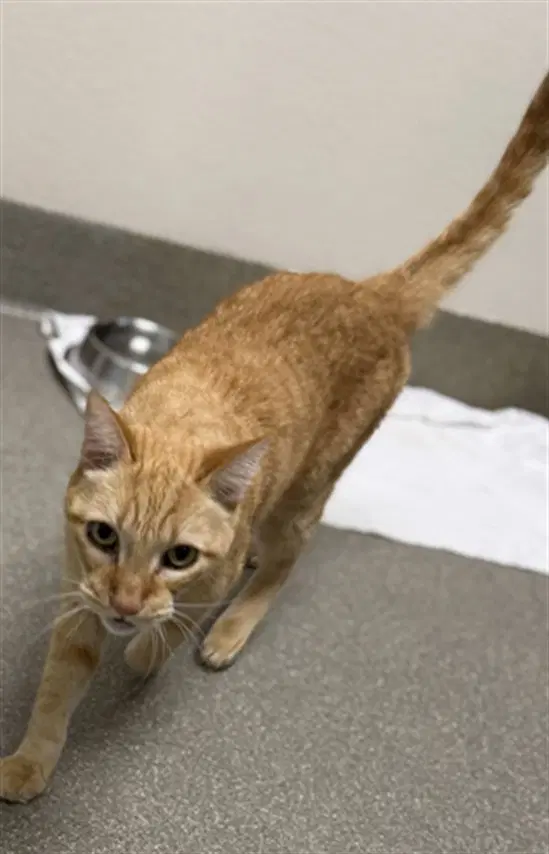 Max - Domestic Short Hair