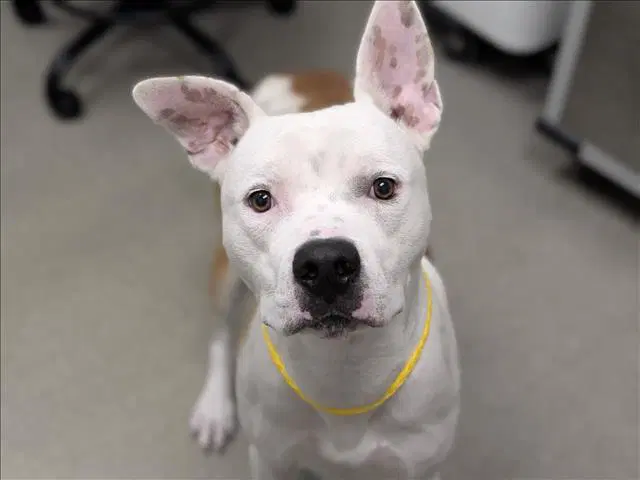 Canelo - Pit Bull Terrier