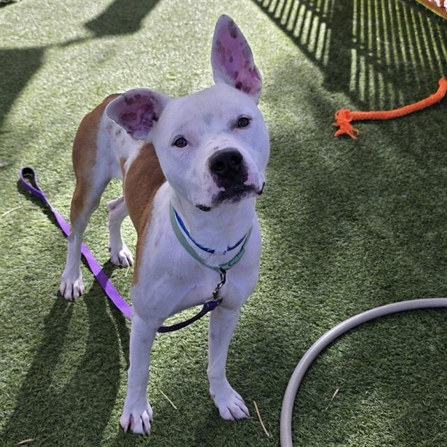 CANELO