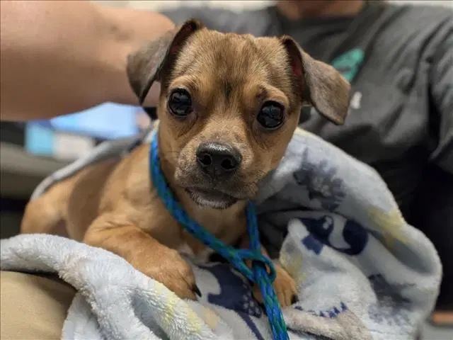 Milo - Dachshund