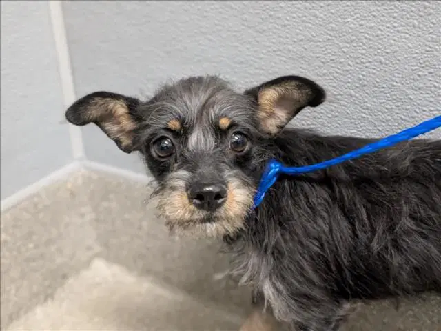 Hot Cocoa - Terrier