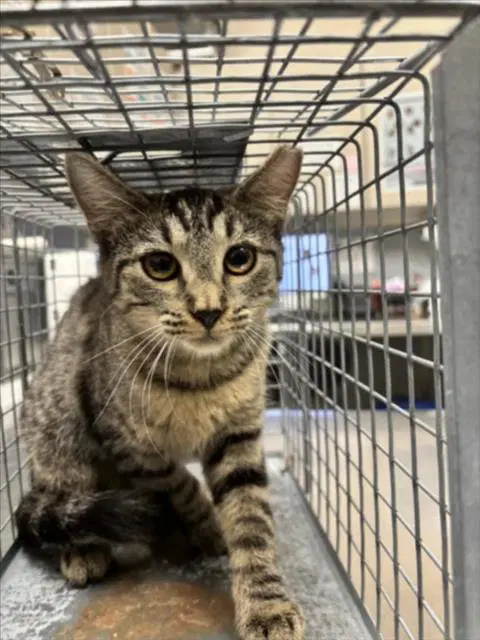 Salmon - Domestic Short Hair