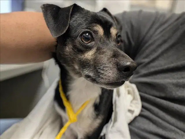 Ollie - Chihuahua