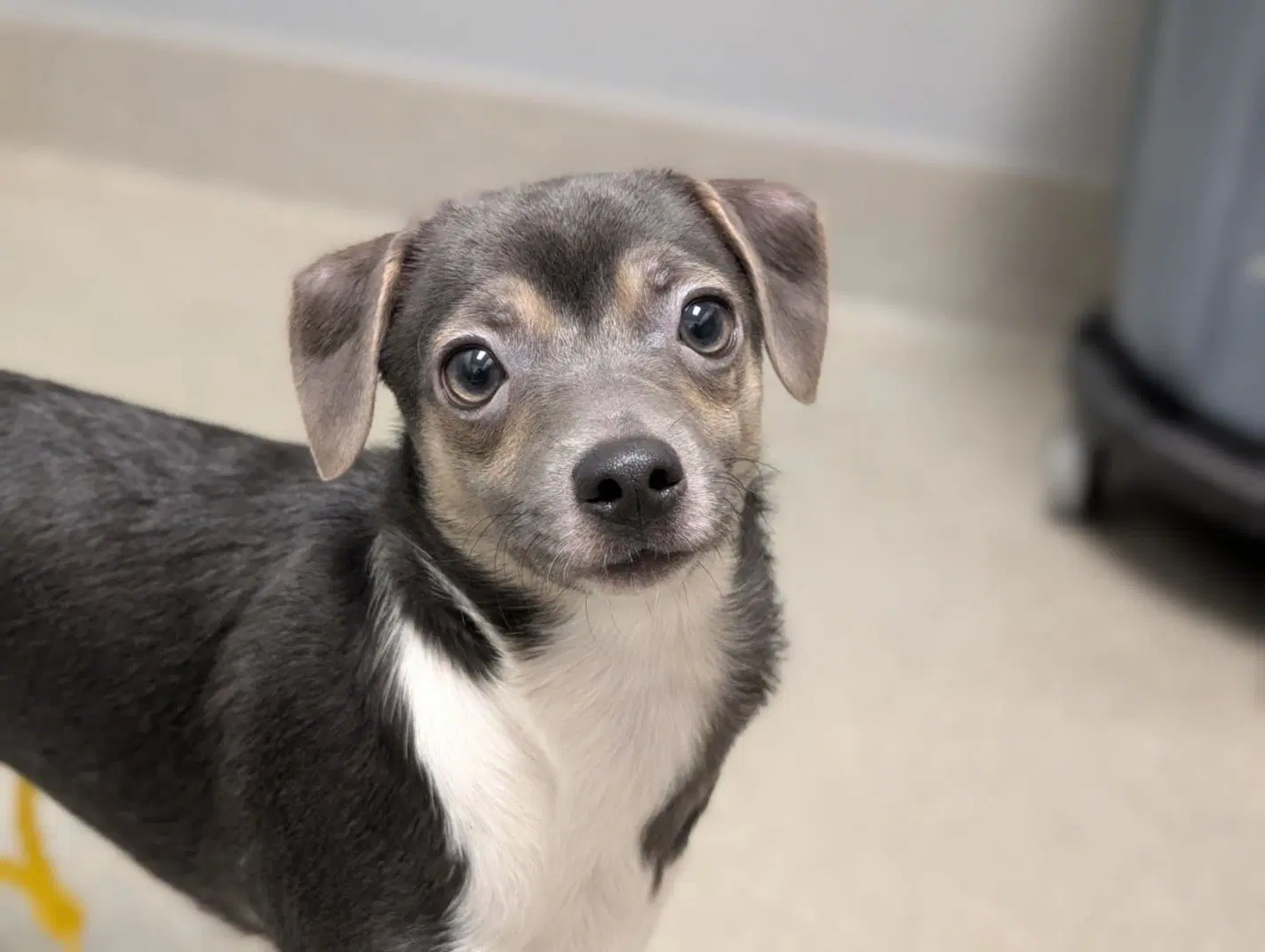 Minnie - Chihuahua