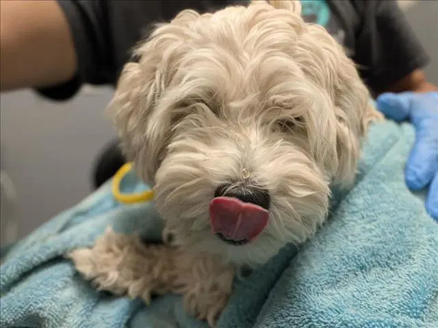 Spooky - Poodle (Miniature)