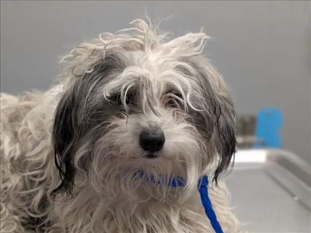 Brumbo - Shih Tzu