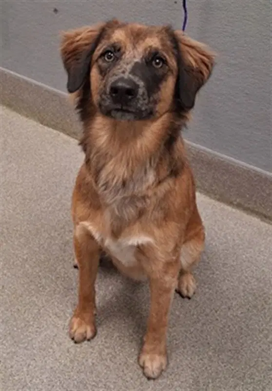 Chucky - Australian Cattle Dog/Blue Heeler