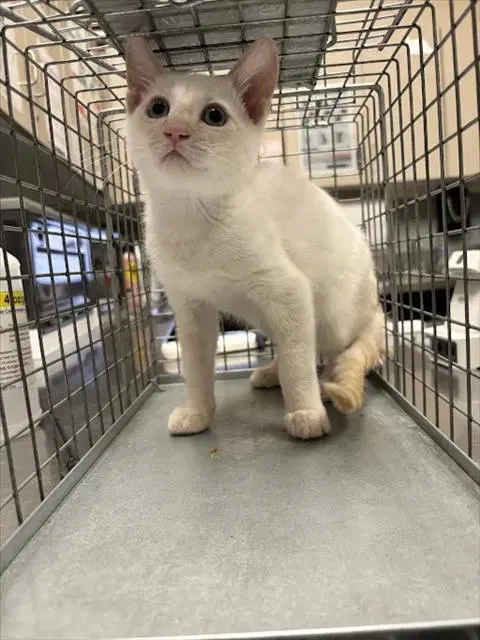 Monk - Domestic Short Hair
