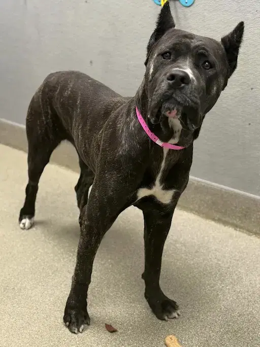 Nala - Cane Corso Mastiff