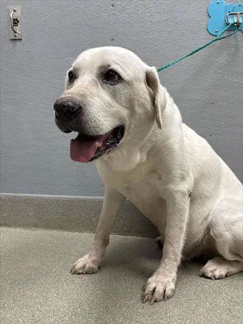 Gomez - Labrador Retriever