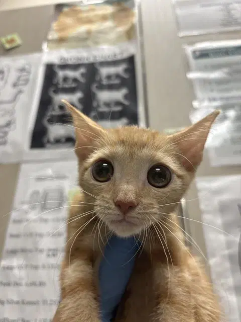 Priscilla - Domestic Short Hair