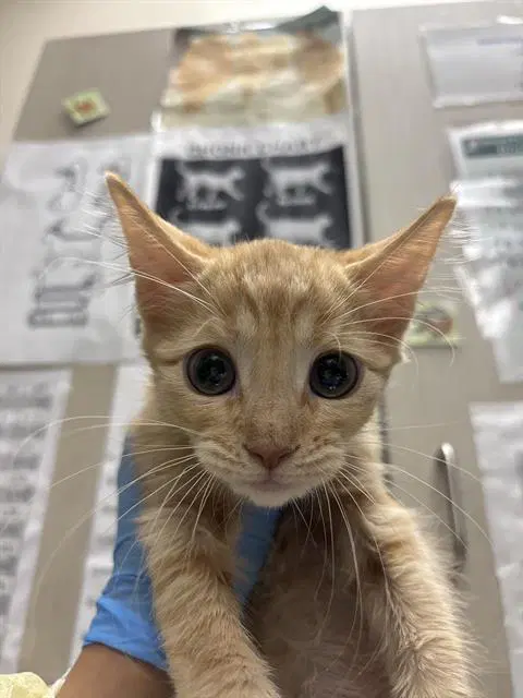 Steven - Domestic Short Hair